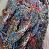白沙海鲜活体空运